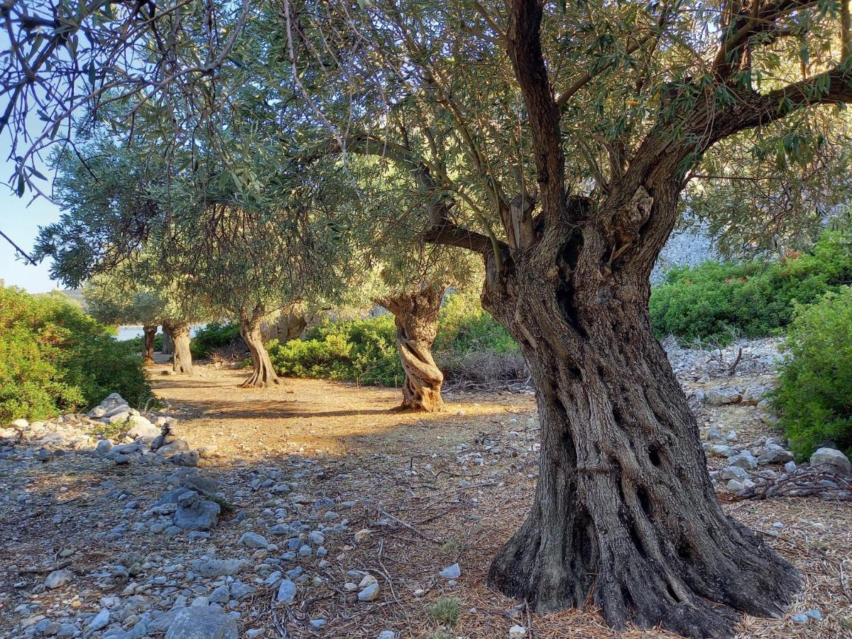 Villa Chelidonia Steni Vala Alonissos Esterno foto